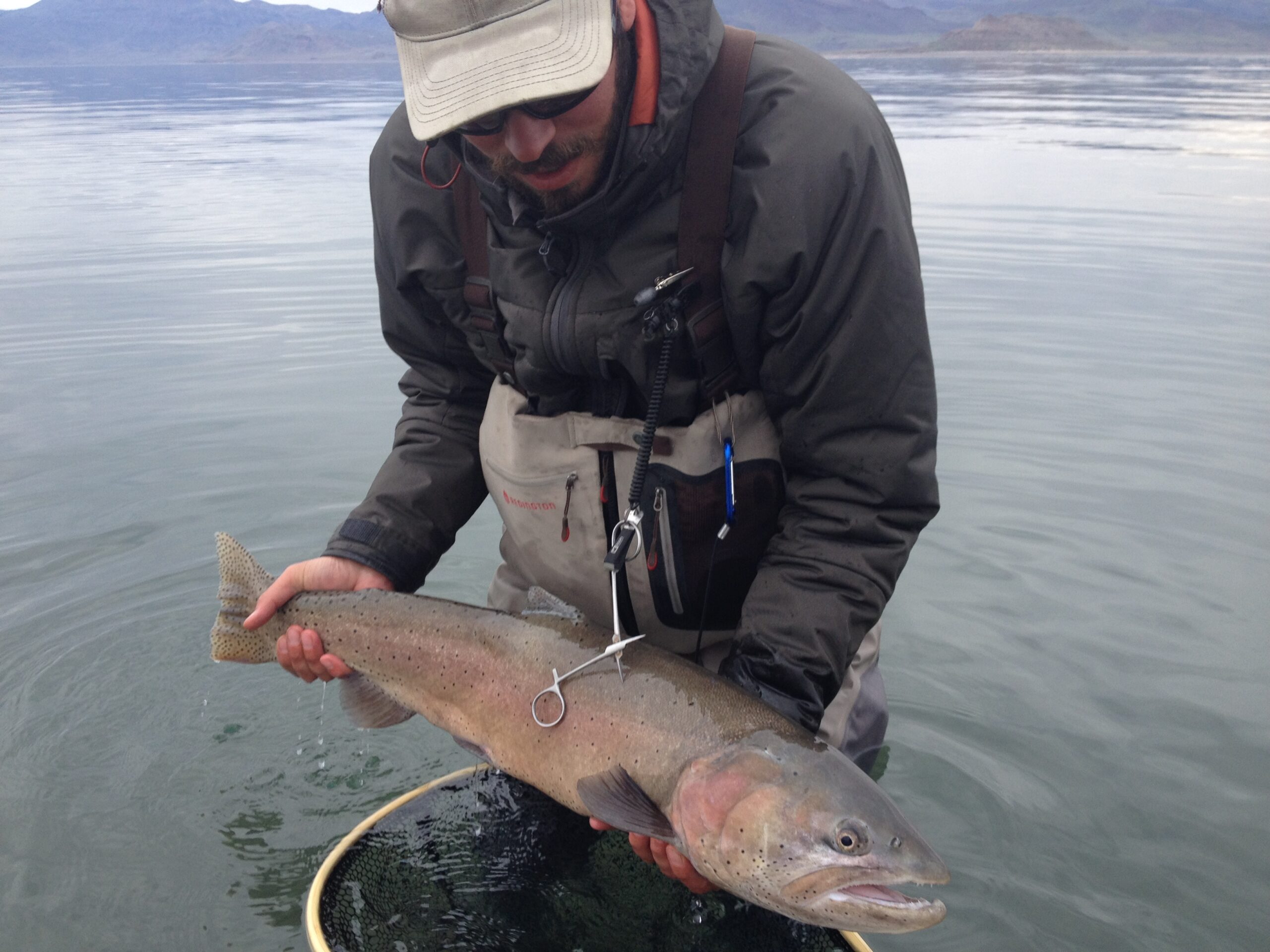 Pyramid Lake Cutthroat Trout Truckee River Watershed